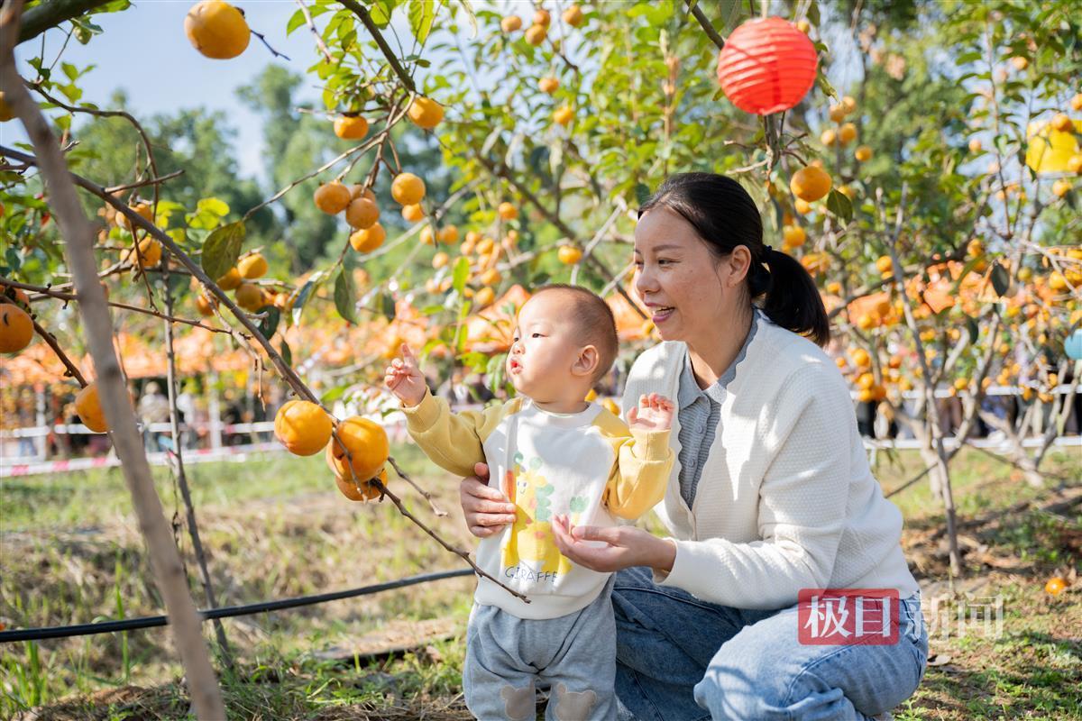 家长带着孩子采摘柿子(学通社记者 郎一阳 摄).jpg 家长带着孩子采摘柿子(学通社记者 郎一阳 摄).jpg