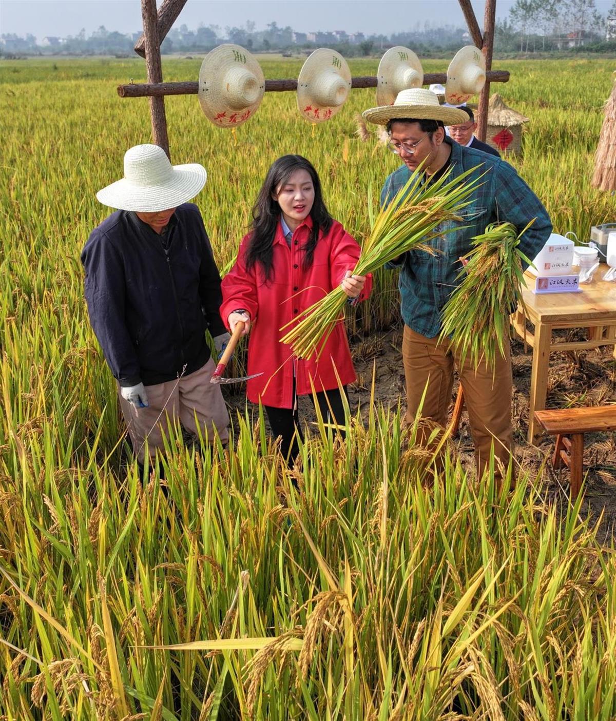 主播一行尝试亲手割稻穗 摄影：宋枕涛.png