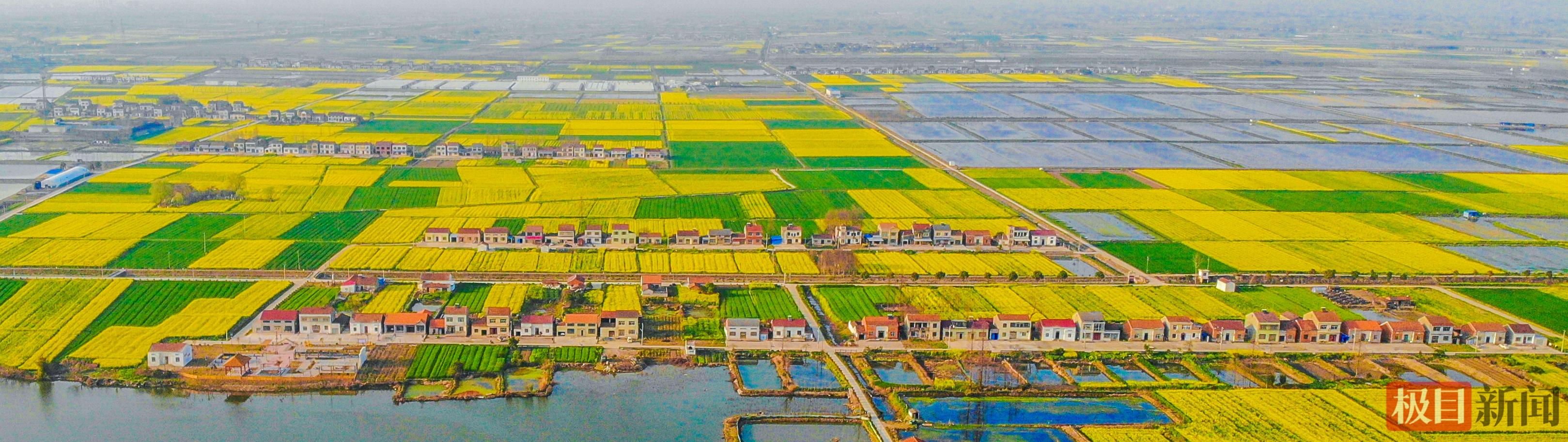 江陵县资市镇寺桥社区油菜花海景区。 （极目新闻记者 黄志刚 摄）.jpg