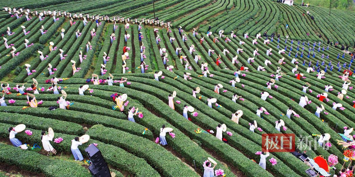 采茶舞美硒茶园.jpg