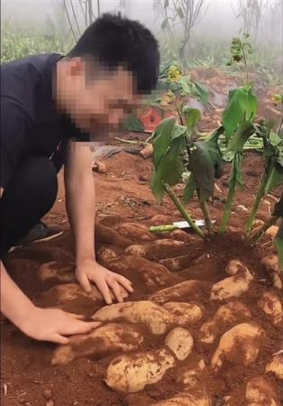 农产品带货视频中一株雪莲苗长出一片雪莲果（网店视频截图）