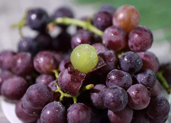 从盛夏到初秋，葡萄的滋味贯穿始终 本文图除注明外 均为 钱成熙 摄