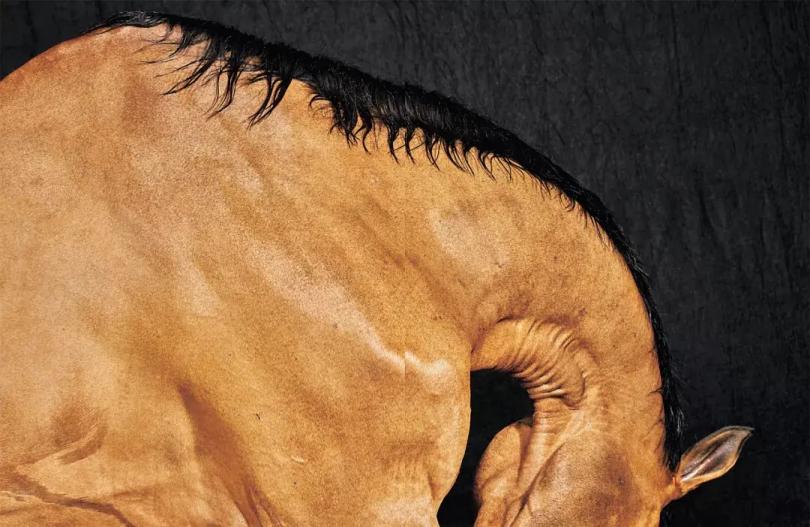 胡安·拉马克《巴拉的脖子》