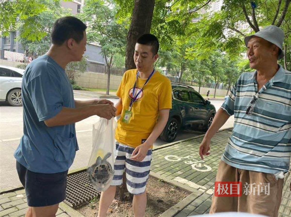 汉阳园林局派出人员接收大龟