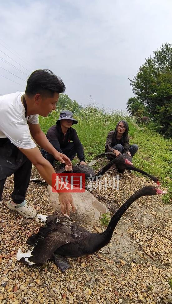 “渣鹅”移情别恋后，饲养员为伤心母天鹅安排了两只新的公天鹅