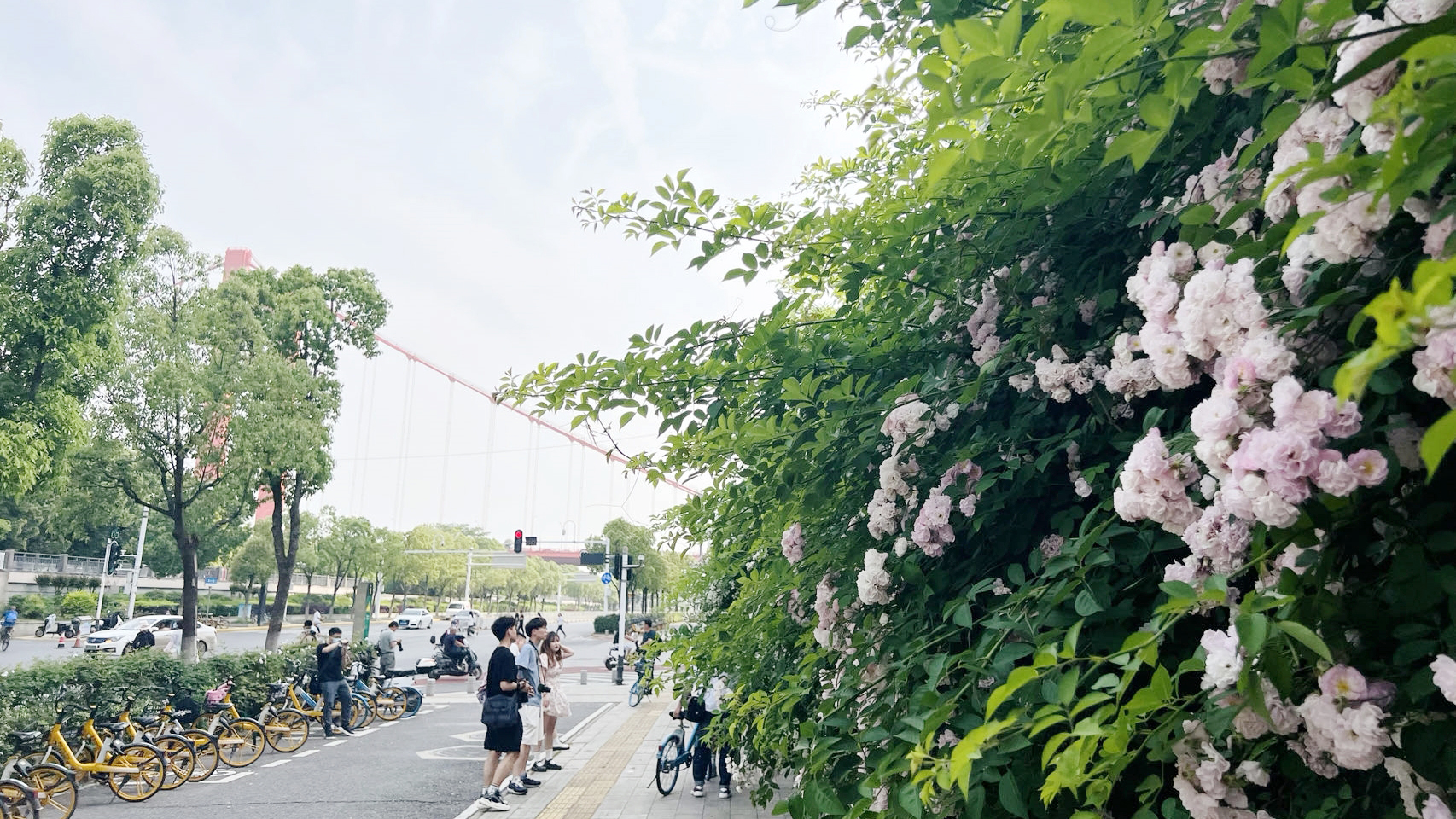 汉阳江滩、世茂锦绣长江外蔷薇花盛放