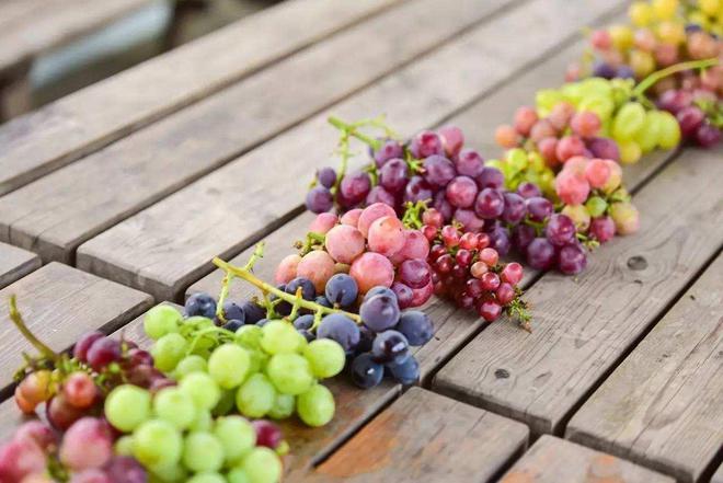 不同品种的葡萄色彩斑斓 图 侨嘉葡萄园