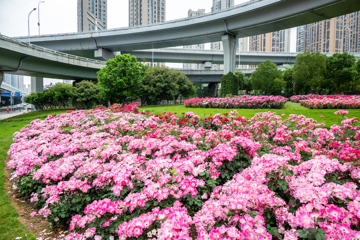 常青高架下月季花带.jpg