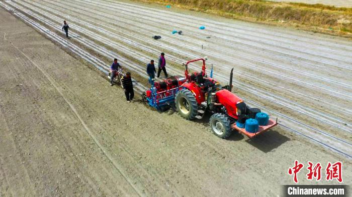 在新疆阿克苏市大田里北斗卫星导航的精准定位下，无人驾驶的播种机完成下种、铺膜、覆土。　热甫亥提·阿不力米提 摄
