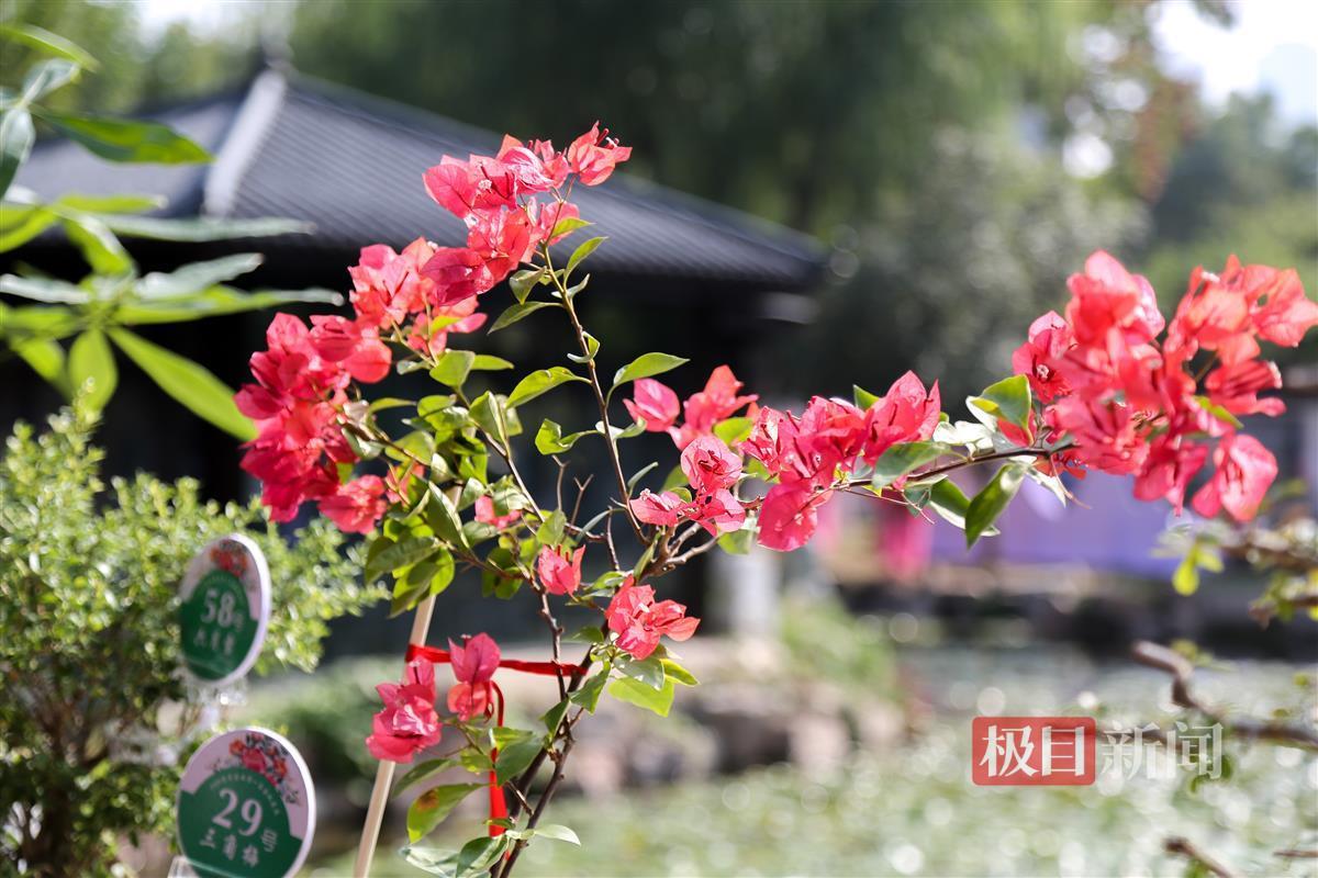 金秋花展花卉 三角梅.jpg