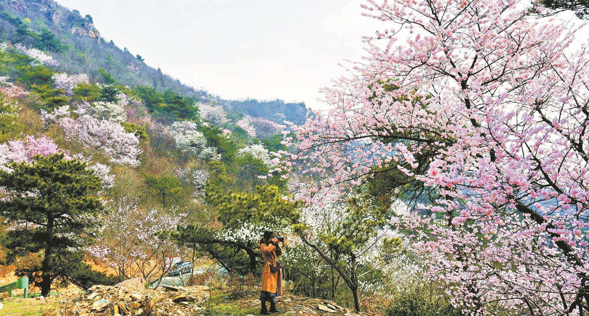 随州市大洪山野樱