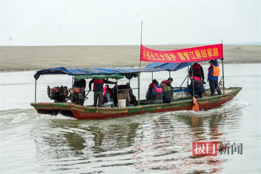 长江新螺段白鱀豚国家级自然保护区放归江豚，行船中