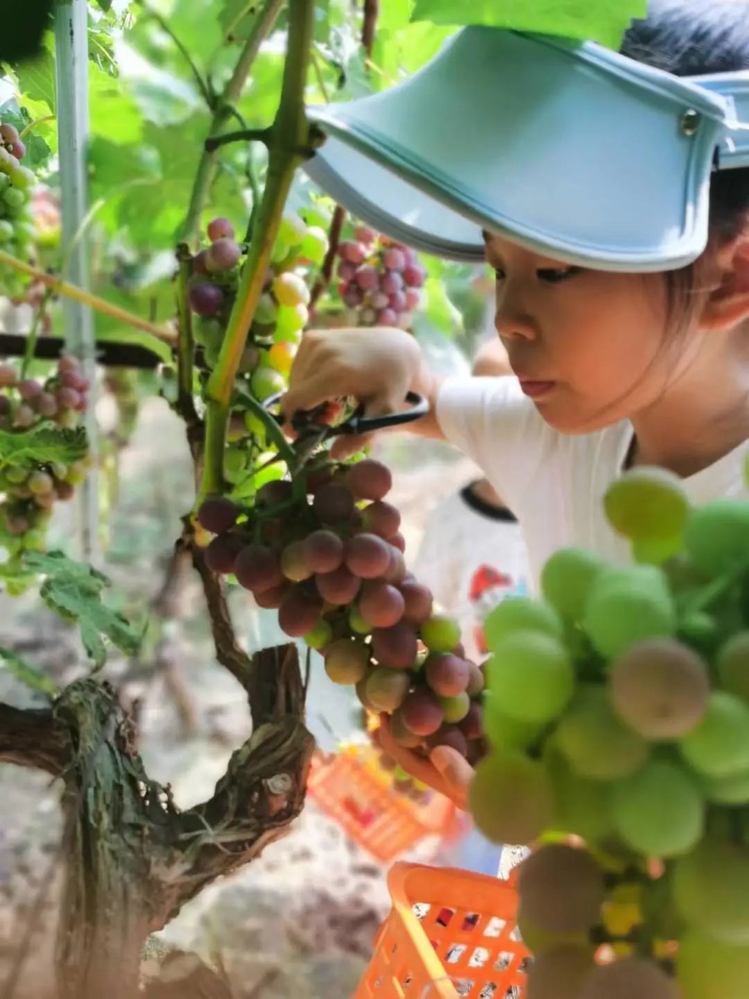 王锦瑶 黄冈市罗田县实验小学三（5）班