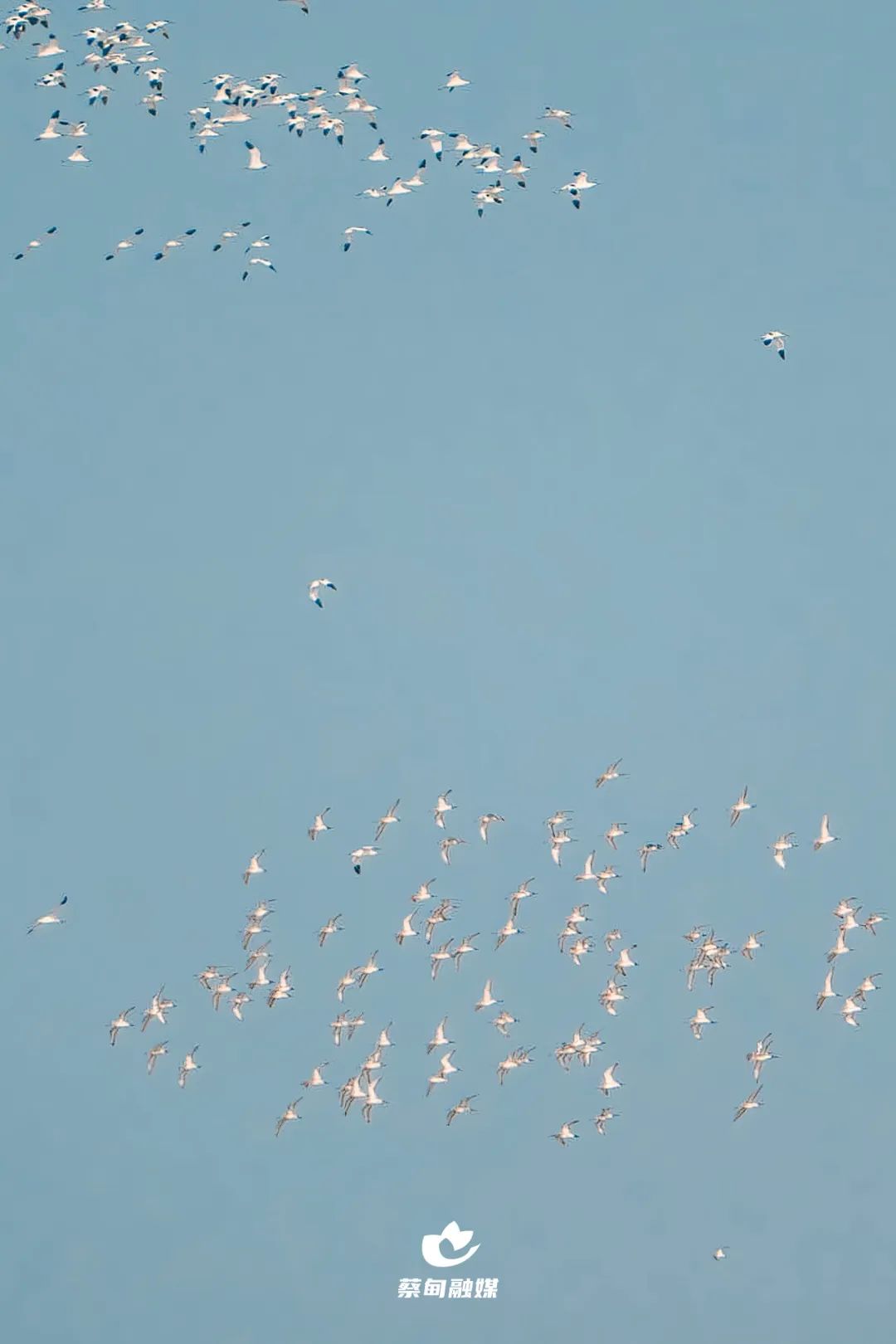 鸟儿成群飞舞