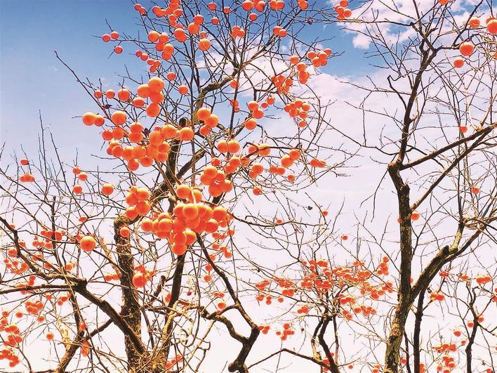Lantern-like persimmons light up early winter in Zhushan County, Hubei