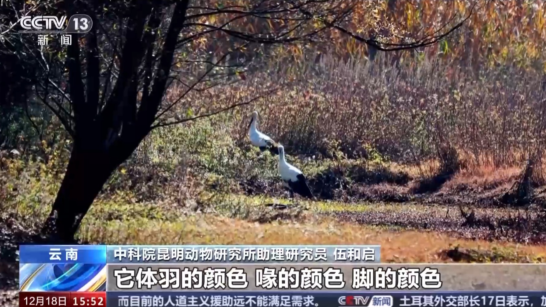 “鸟中国宝”东方白鹳首次飞抵云南剑湖湿地越冬 | 极目新闻