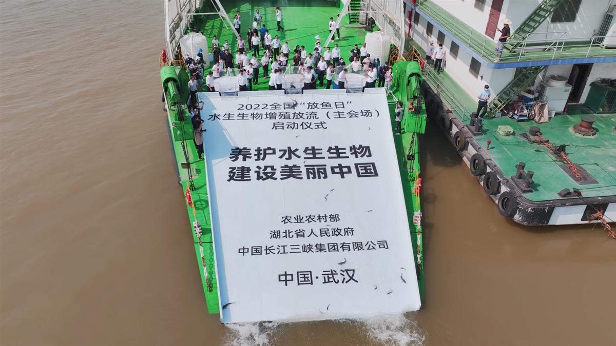 图片11  2022年全国“放鱼日”水生生物增殖放流主会场活动在武汉举行，现场将3万多尾中华鲟等珍稀鱼类放流长江.png