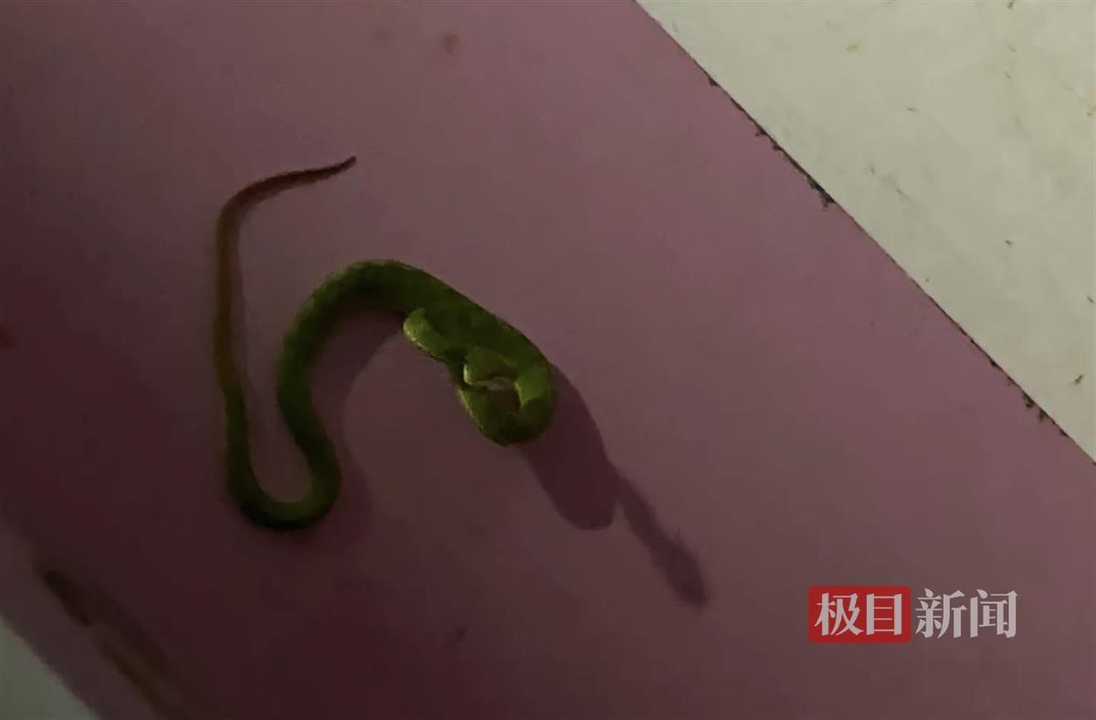 深圳女子在商场停车场被毒蛇咬伤，物业：正在排查它的来源 | 极目新闻