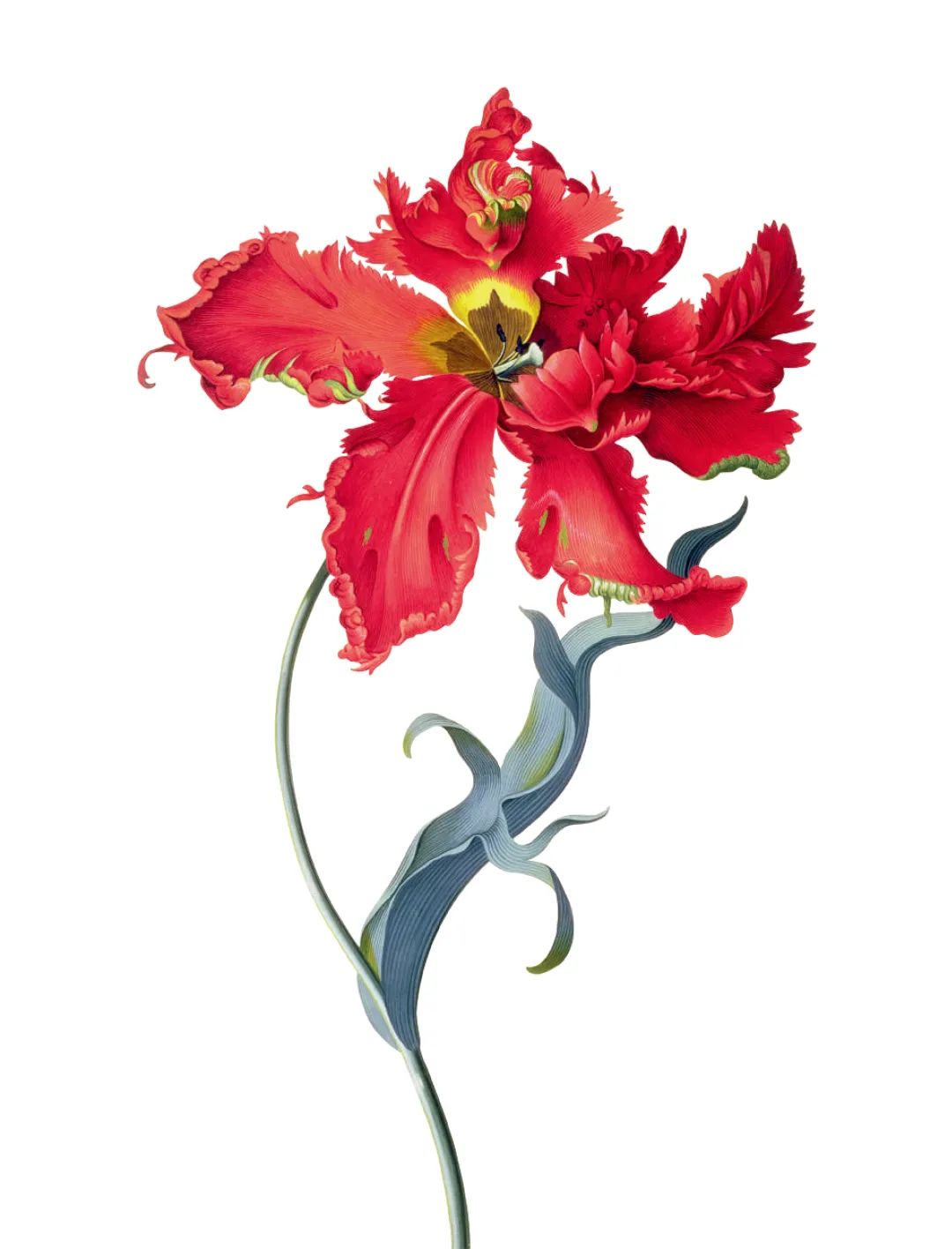 乔治·狄奥尼修斯·埃雷特《红色鹦鹉郁金香》