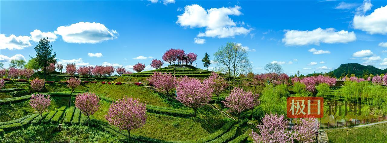 三十二梁景区 樱花茶园 拍摄者 顾志平 (1).jpg