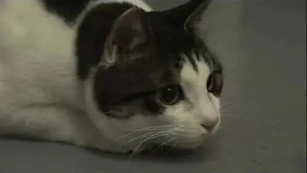 图/《猫咪物语》