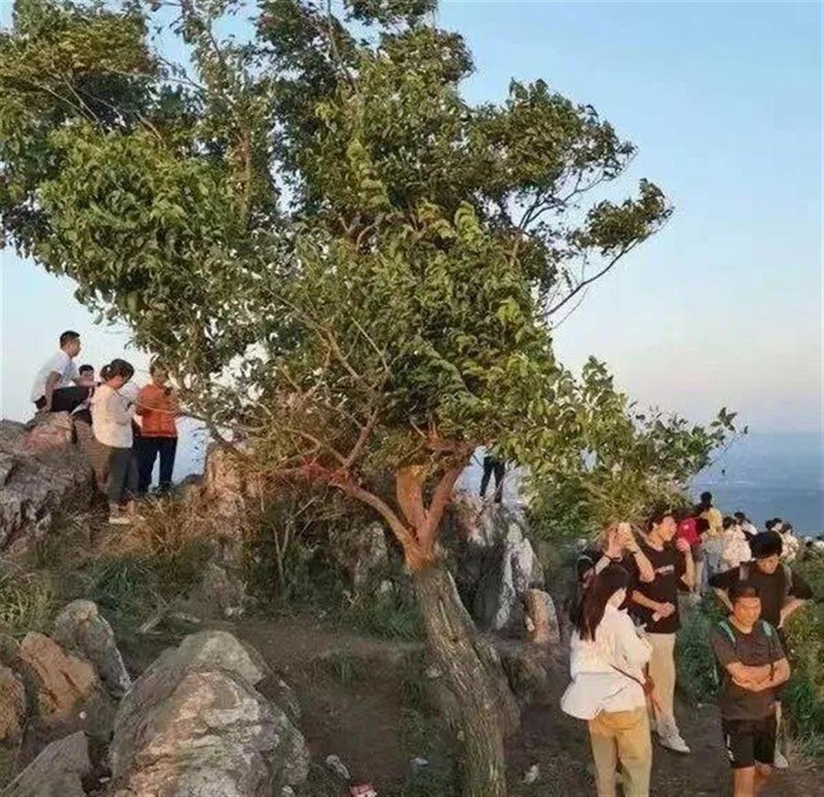 Ａ60岁网红“迎客松”被砍１.jpg