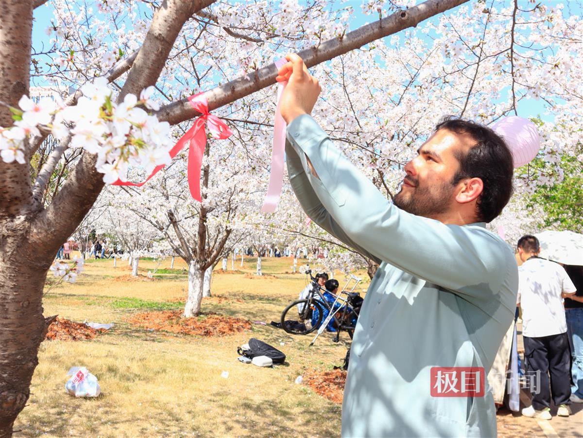 留学生为樱花树系绸缎。通讯员 王铭浩 摄.jpg