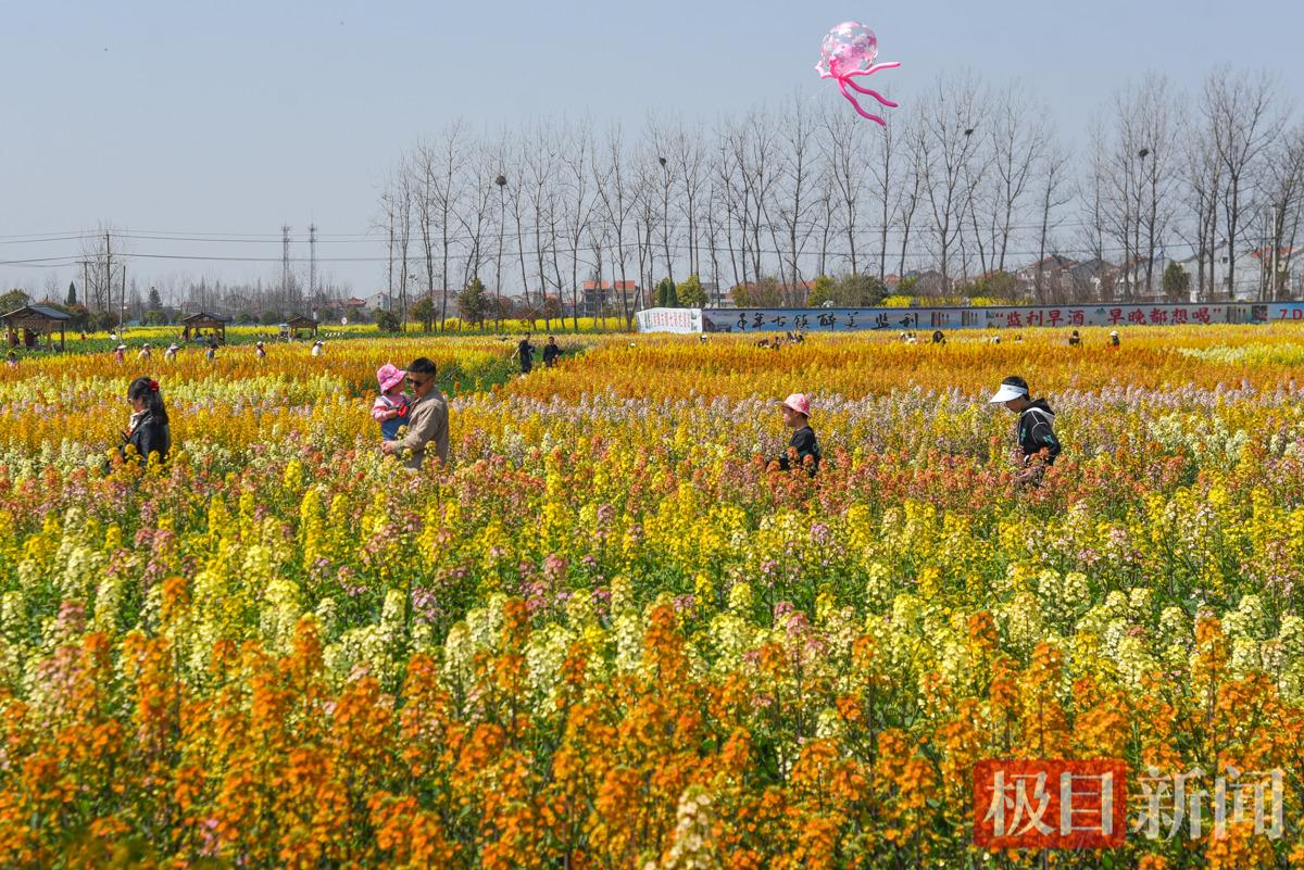 3月13日，游客在监利市程集镇金草帽现代农业基地的连片油菜花海中游玩。  （极目新闻记者 黄志刚 摄）.jpg
