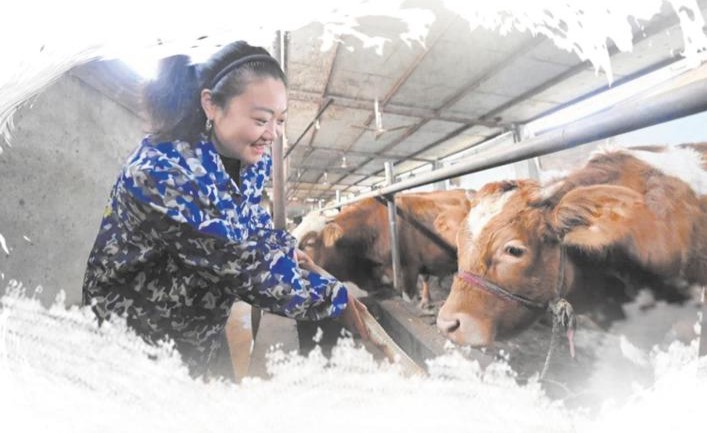 孙智芝和她的牛儿 通讯员供图