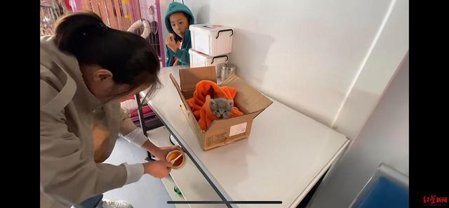 幼猫在宠物医院接受救治 视频截图