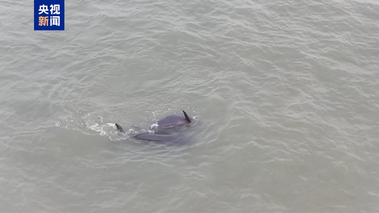 摄影爱好者记录长江江豚珍贵瞬间，惊喜现身瞬间曝光
