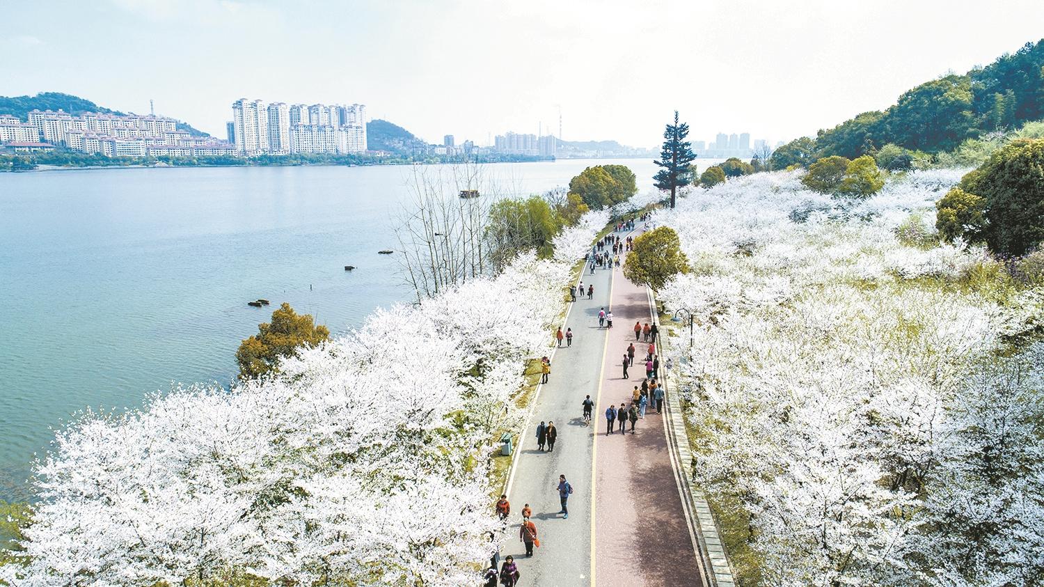 黄石市团城山公园樱花大道 通讯员殷丽红 胡铷烜摄