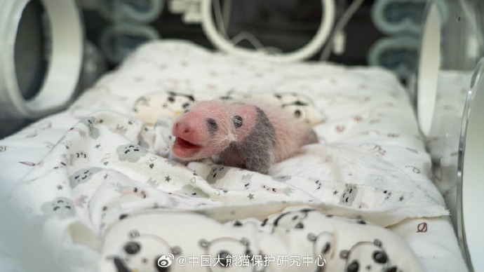 可可爱爱！旅俄大熊猫丁丁幼崽最新高清照片是真的还是假的？
