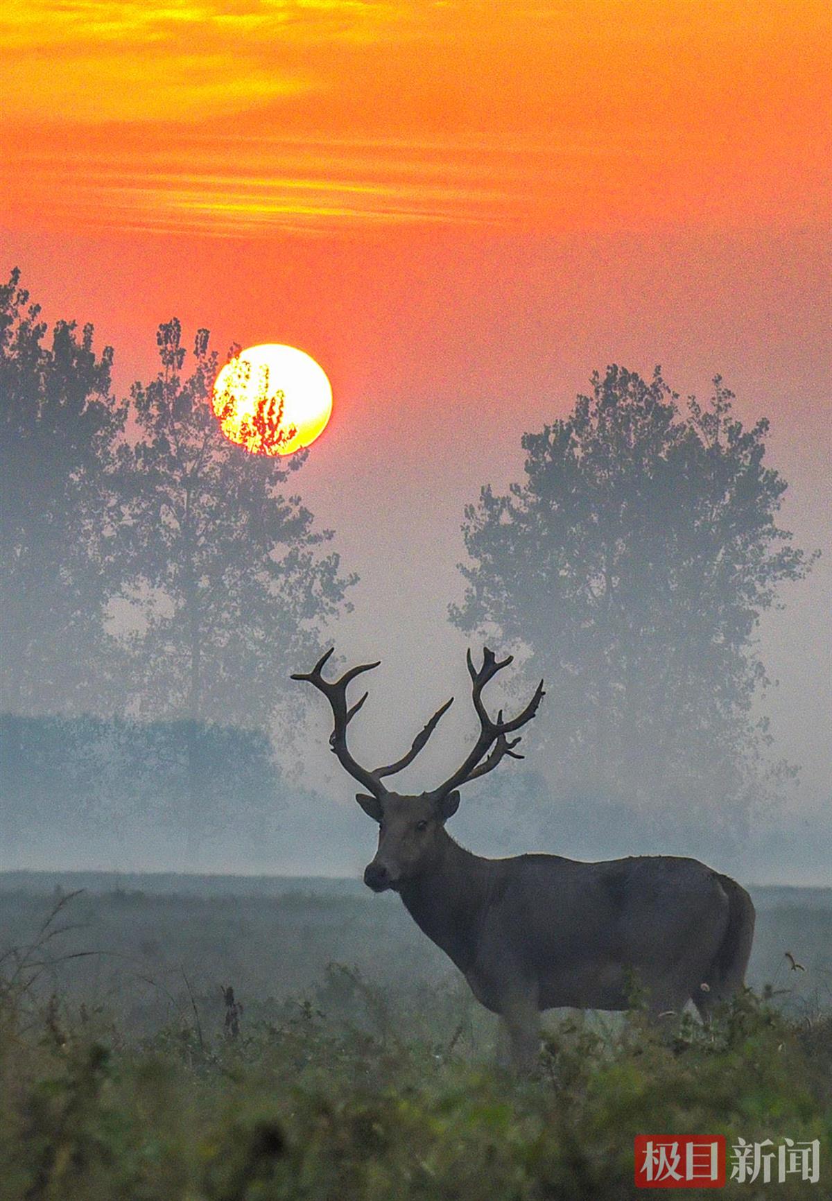 石首麋鹿国家级自然保护区，一头麋鹿朝阳下觅食。（极目新闻记者 黄志刚 摄）.jpg