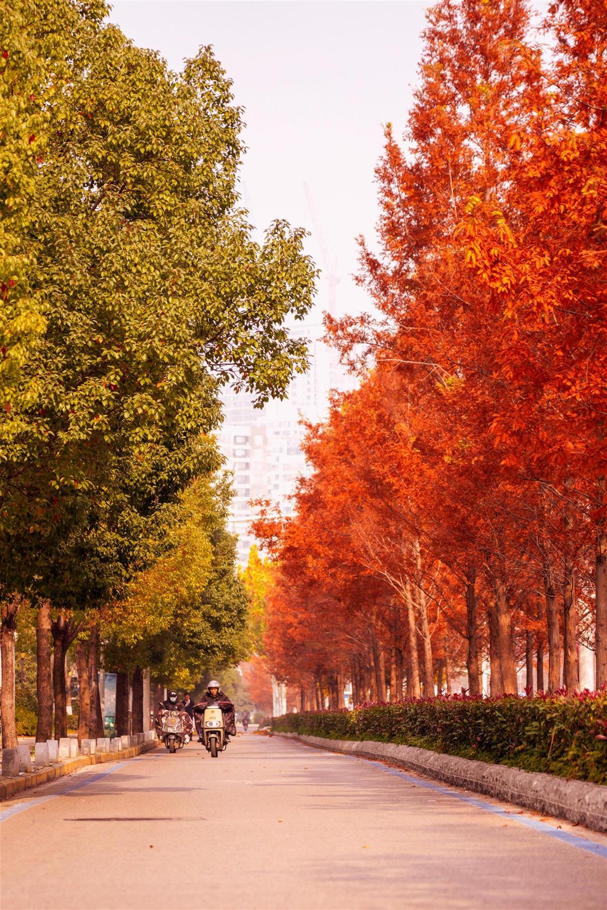 友谊大道水杉 (2).jpg