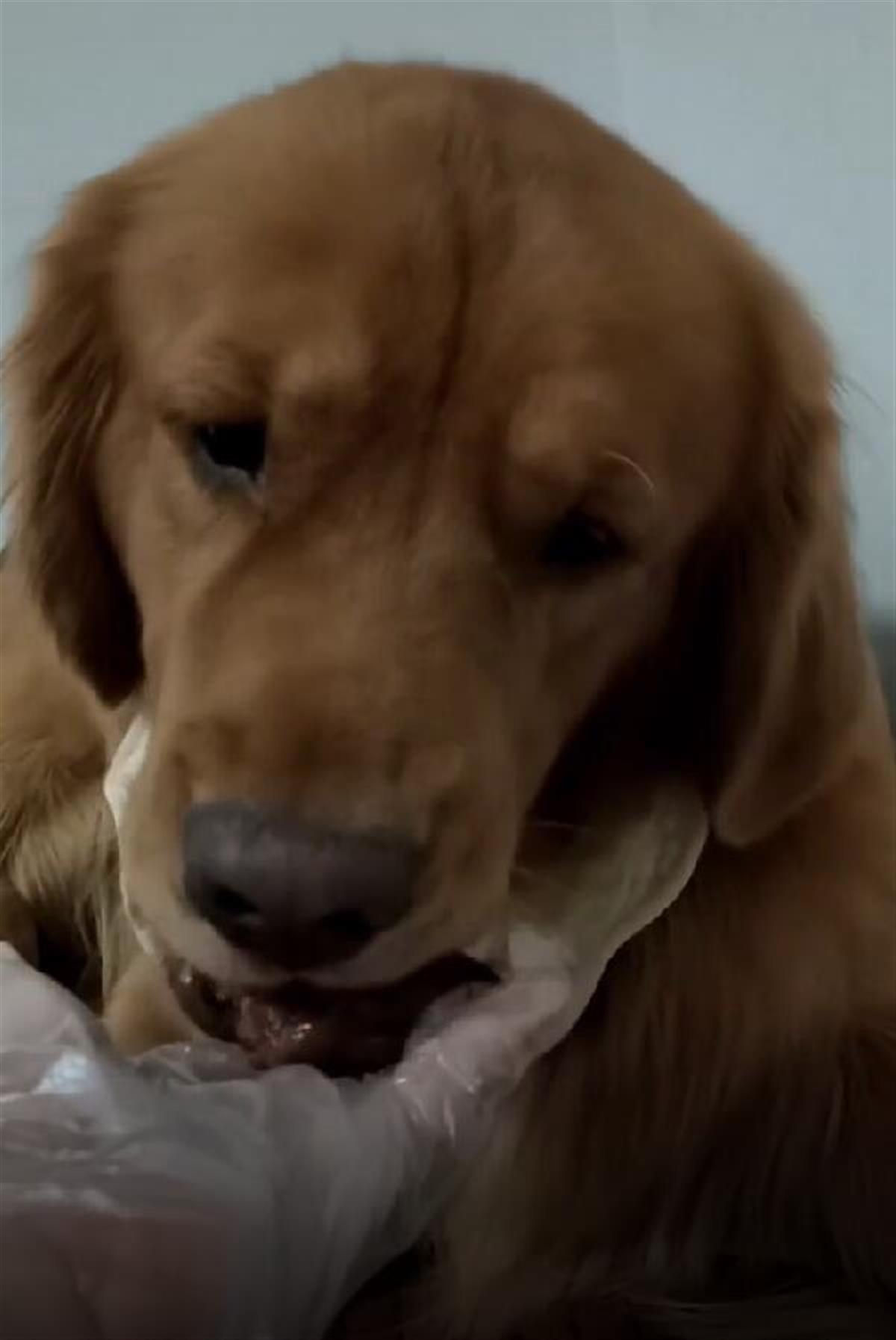 金毛狗在吃鸭屁股（视频截图）