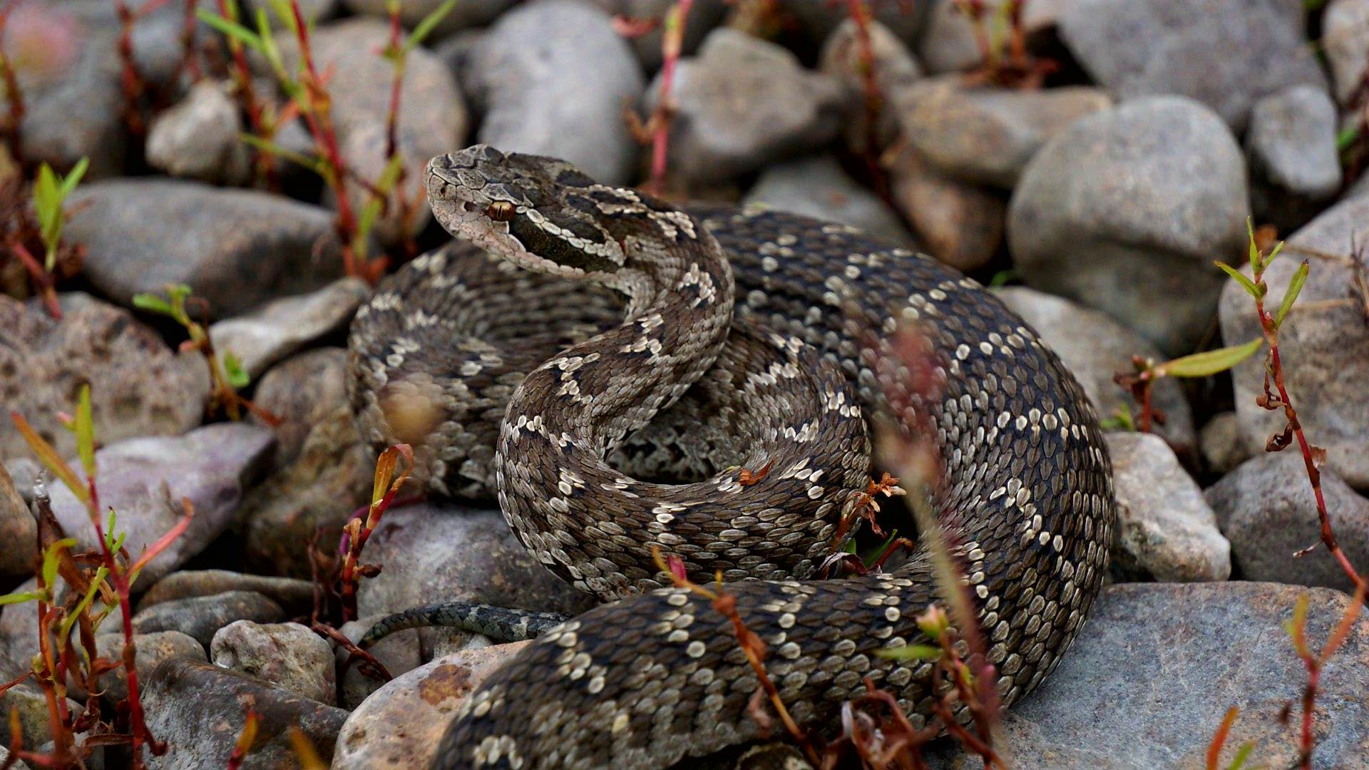 蝮蛇（有毒）。黑豹野生动物保护站供图