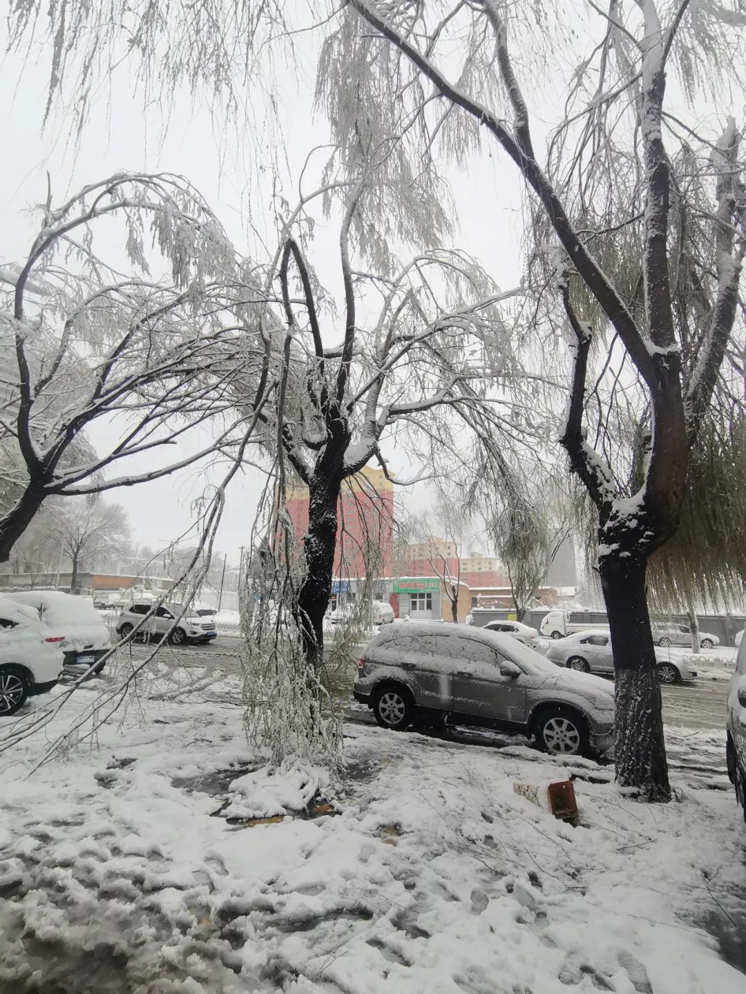 东胜降雪导致树枝被压断。图：呼群