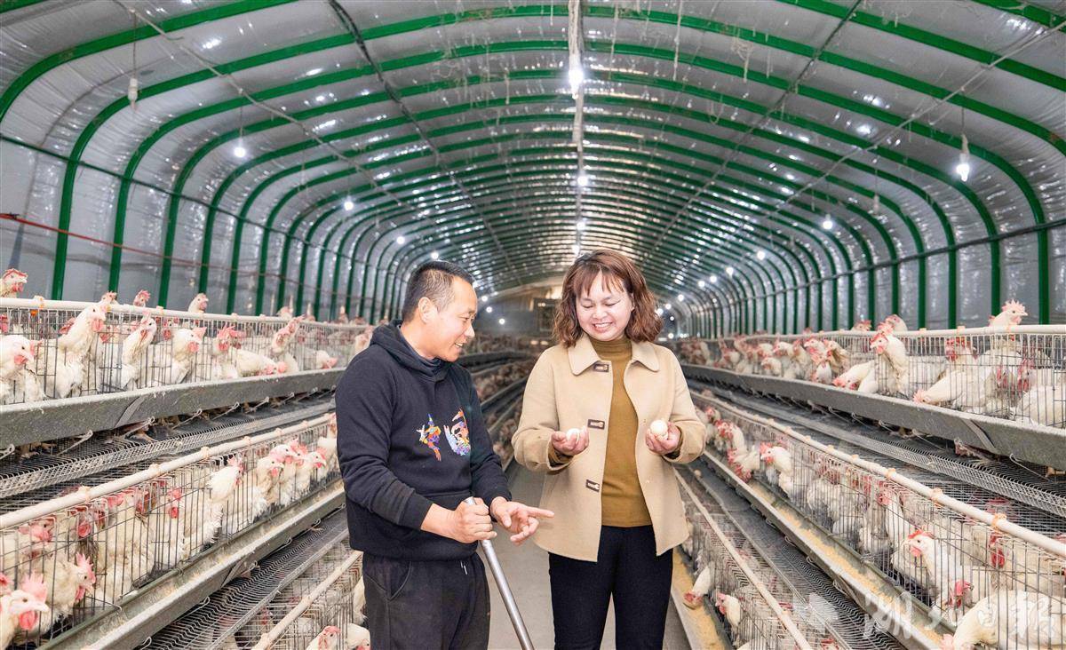 浠水一家养殖厂实现恒温养殖后，产蛋量大有提升