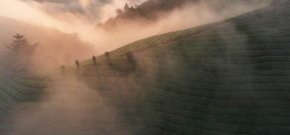 Scenery of tea garden in Mu'er Mountain, C China's Hubei