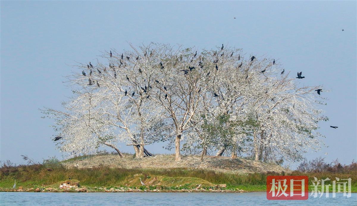 成群鸬鹚在湖北荆州菱角湖国家湿地公园栖息。（通讯员 梁翅 摄）.jpg