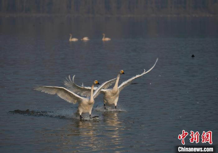 陆续飞抵的大天鹅。　解丽霞 摄