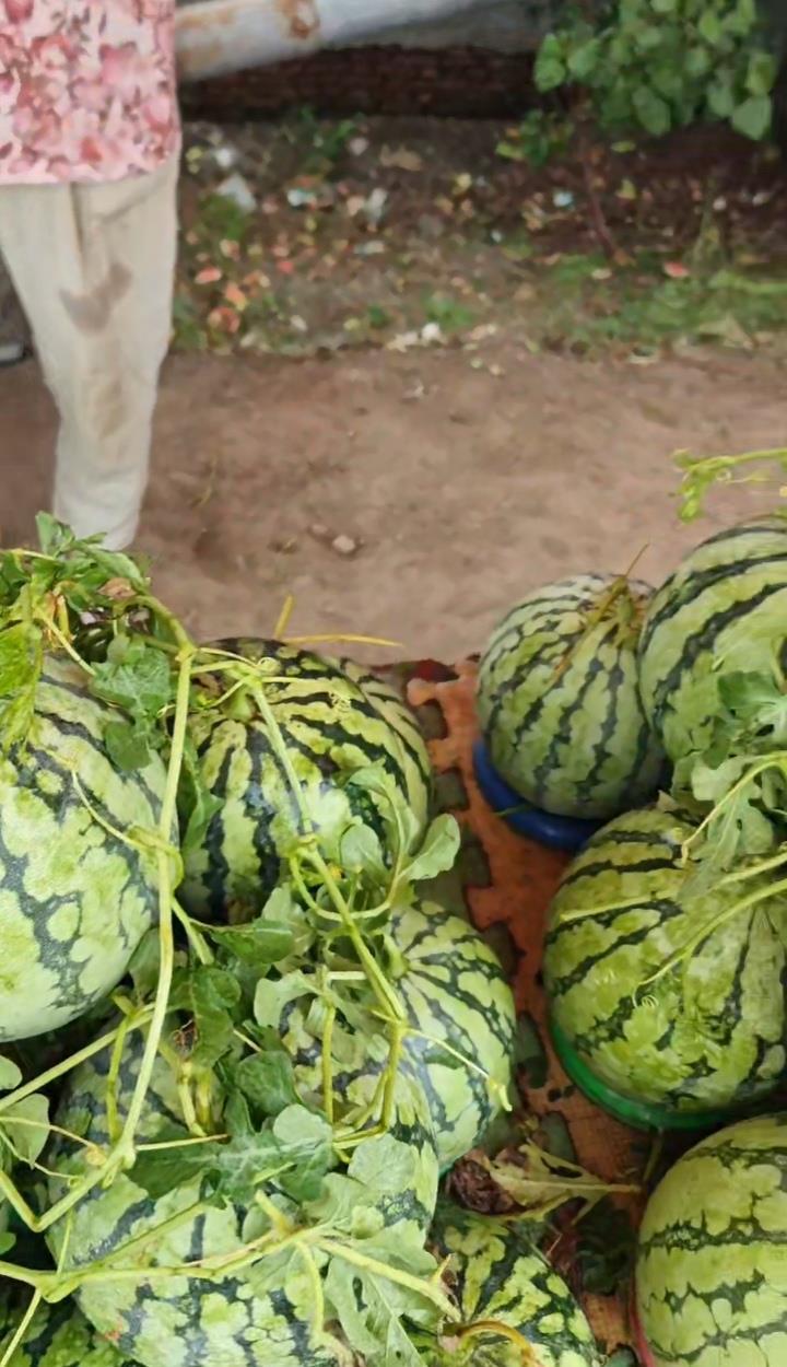 新鲜西瓜（视频截图）.jpg