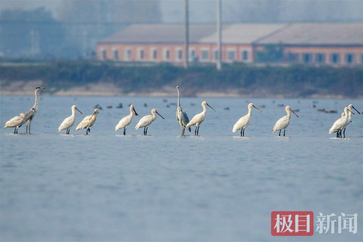 一群白琵鹭和苍鹭在湖北荆州菱角湖国家湿地公园栖息。（通讯员 梁翅 摄）.jpg