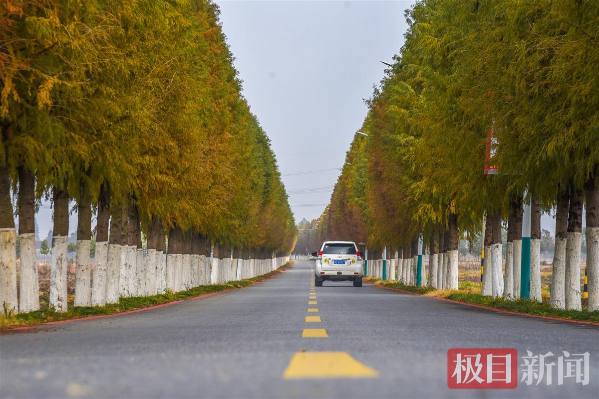 荆州区马山镇蔡桥村乡村公路（极目新闻记者 黄志刚 摄）.jpg
