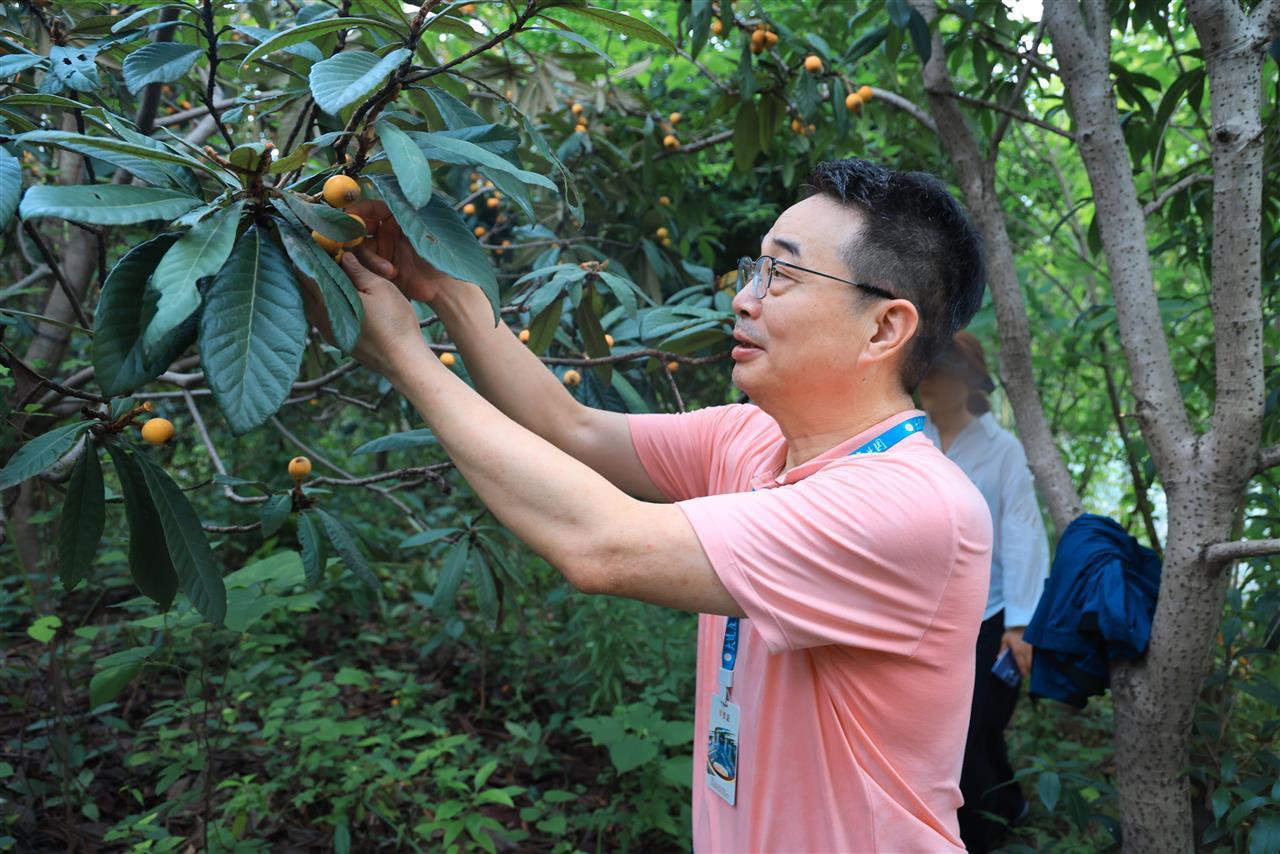 4.学员在长河基地体验桑葚、枇杷采摘.jpg