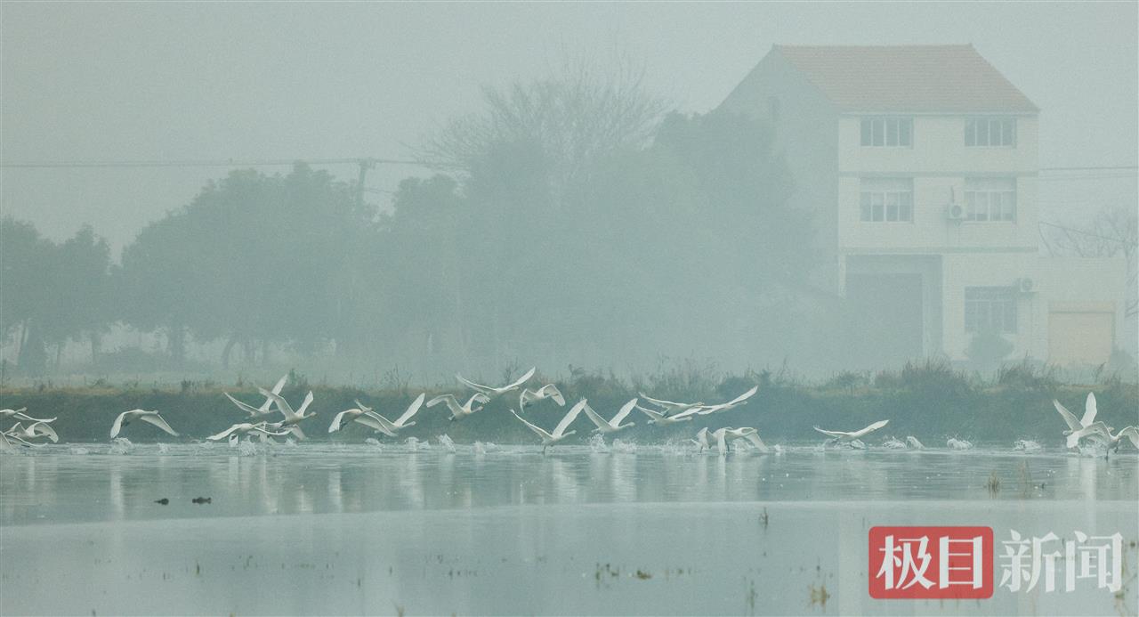 白天鹅在江陵县普济镇星星村一片湿地越冬。  （极目新闻通讯员 樊孝银 摄）.jpg