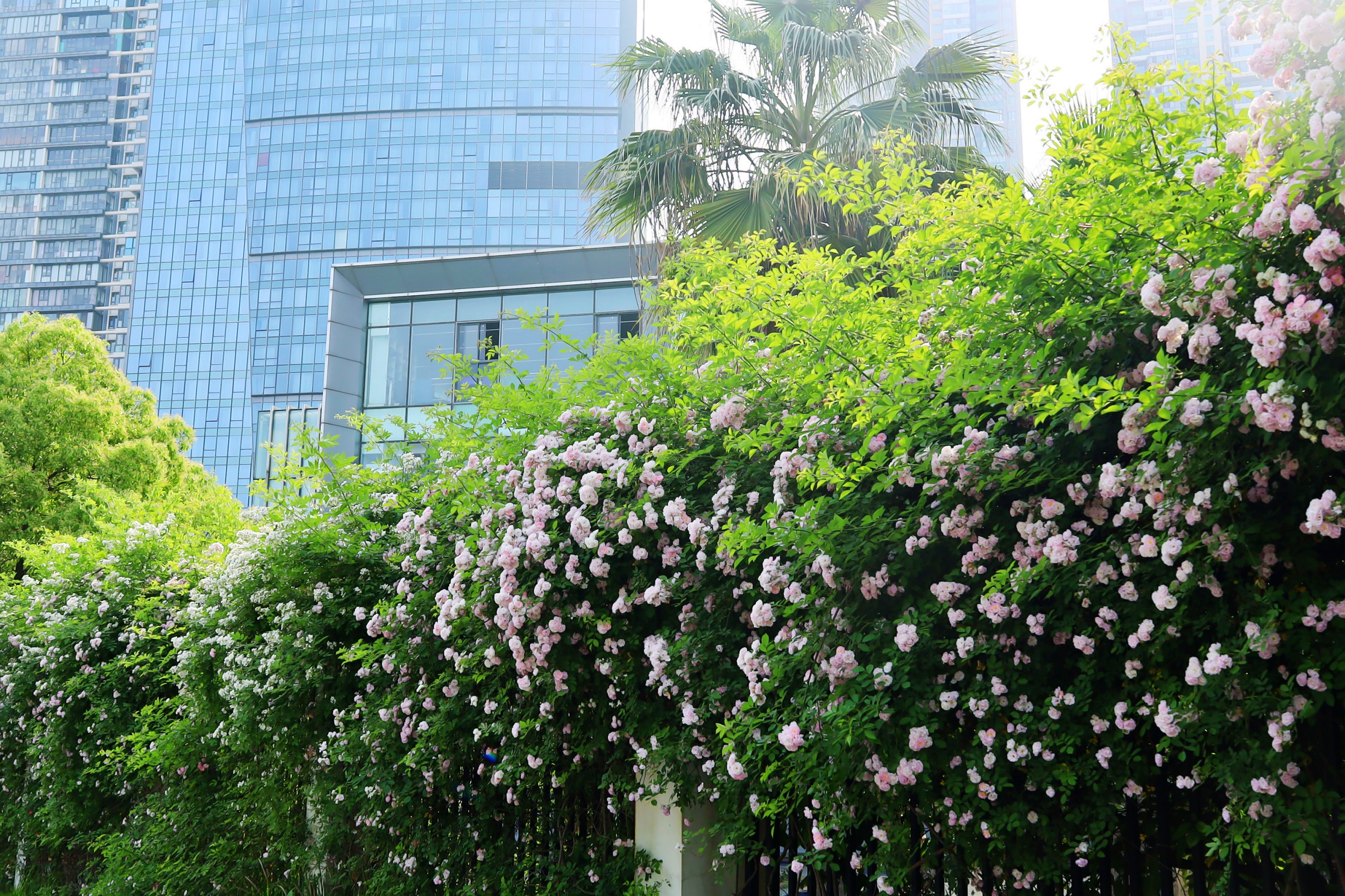 汉阳滨江世茂锦绣长江外百米蔷薇花墙“网红打卡地”