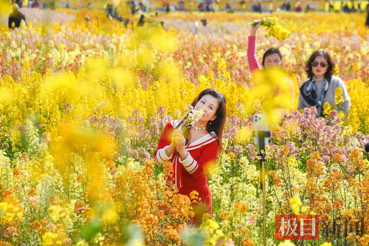 3月13日，游客在监利市程集镇金草帽现代农业基地的连片油菜花海中游玩。   （极目新闻记者 黄志刚 摄）.jpg