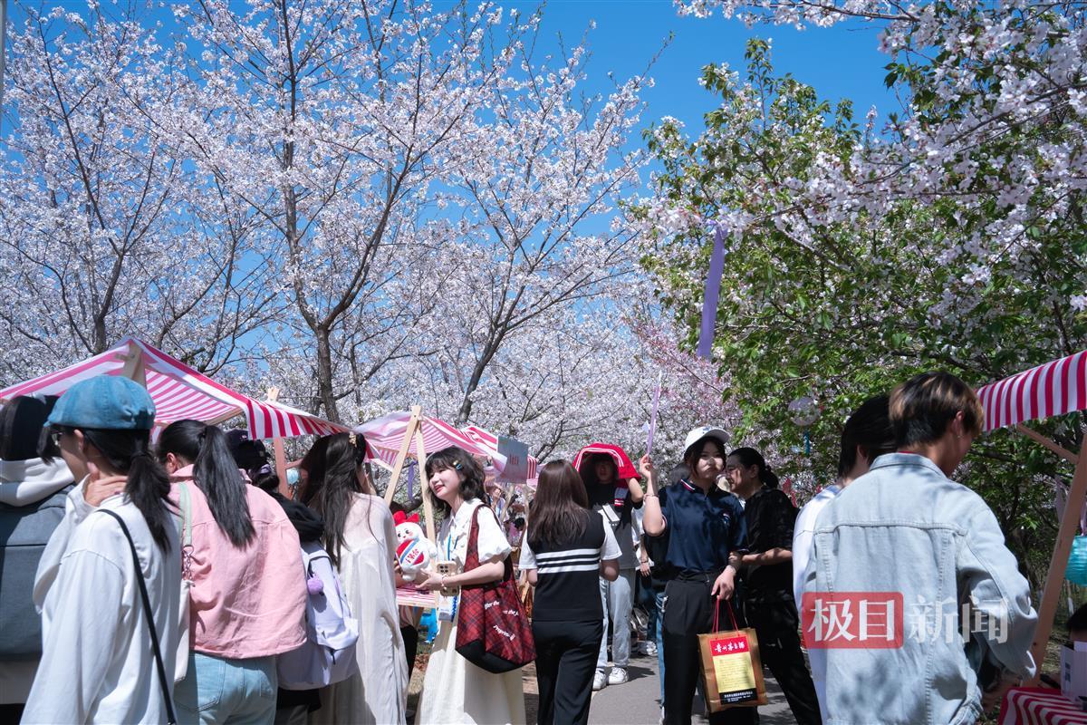 樱花节游园会。通讯员 高文帅 摄.jpg